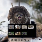 Wildtiere Europas auf dem iPad